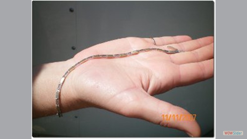 Lost necklace